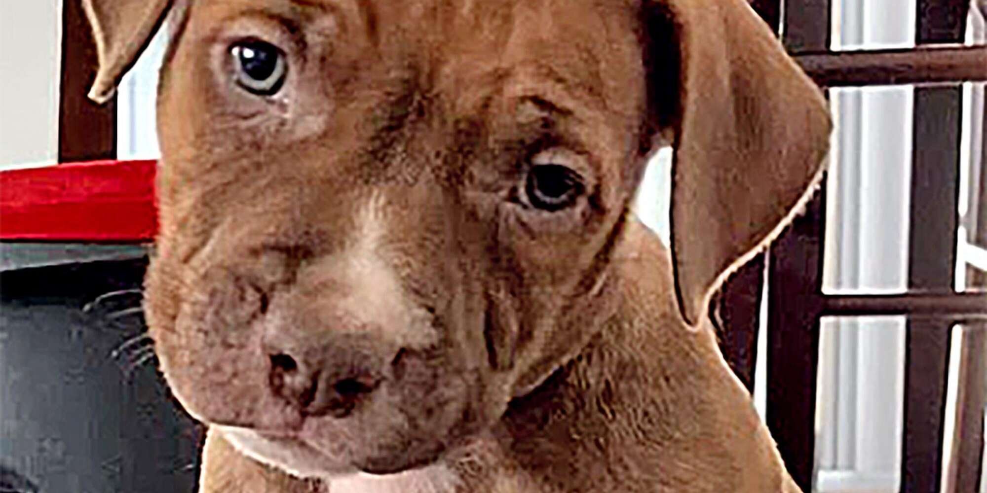 Mama Pit Bull Leads Shelter Employees to Rescue Her 4 Golden Girl Puppies