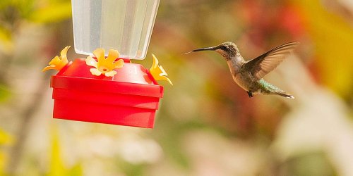 The Easiest Hummingbird Food Recipe to Make at Home to Fill Your Feeders
