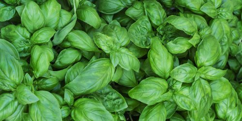 How to Grow Basil Indoors AND Outdoors