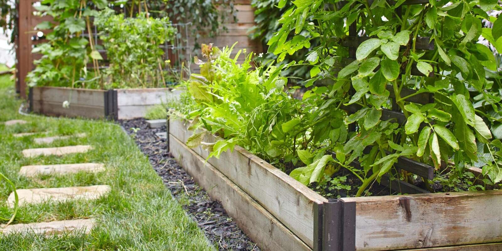 5 Smart Tips to Plan Your First Edible Garden