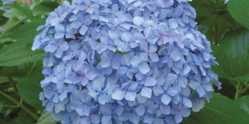 Showstopping Hydrangea Varieties That Were Made for the Shade