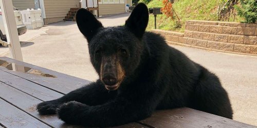 Bear Interrupts Alabama Family's Gatlinburg Vacation, Just Wants to Hang Out