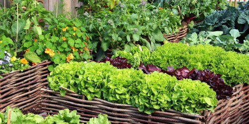 Magazine - Vegetable Herb Garden