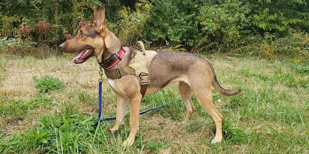 Rosie Was Abandoned, Tied To a Tree—Now, She's on Her Way to Becoming a Search-and-Rescue Dog
