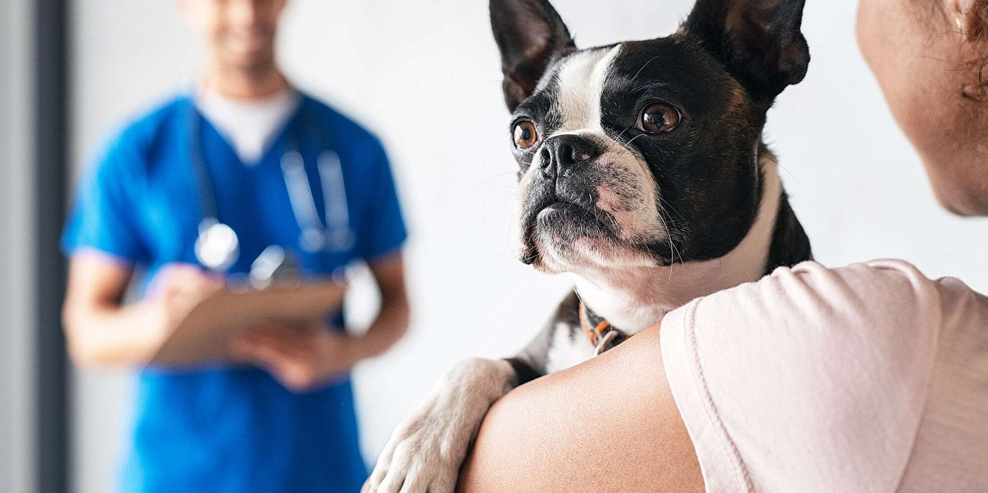 Everything You Need to Know About The Cost of a Vet Visit