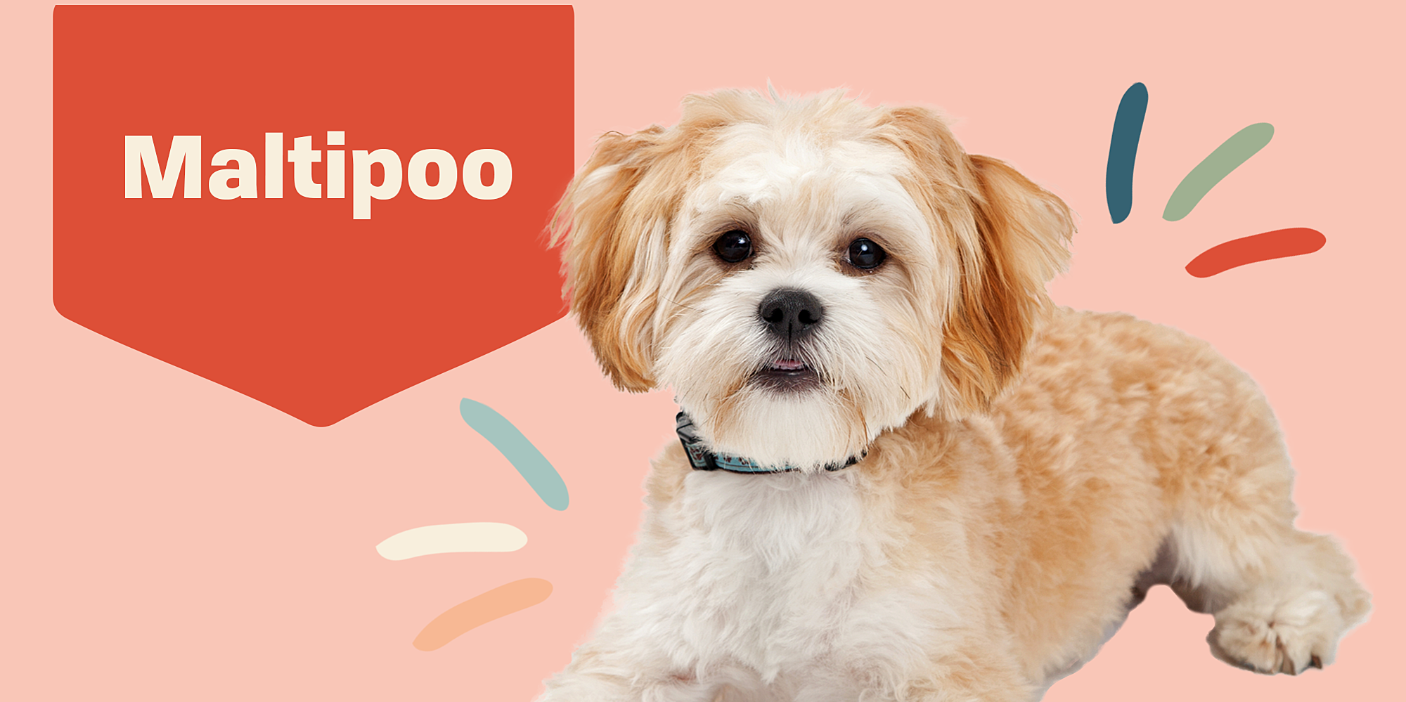 Maltipoo