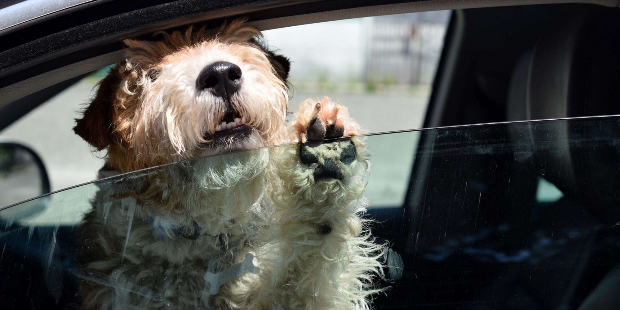 The Do's and Don'ts of Helping Dogs in Hot Cars