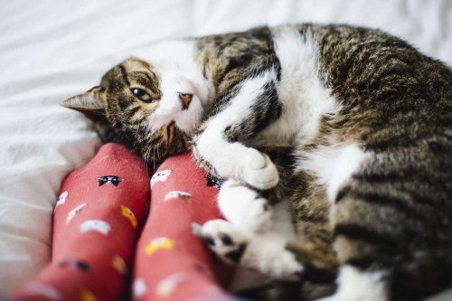 Reasons Your Cat Sleeps By Your Feet That Might Surprise You
