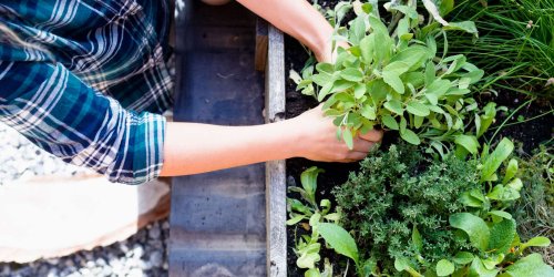 The Best Herbs to Plant Together in Containers and Garden Beds