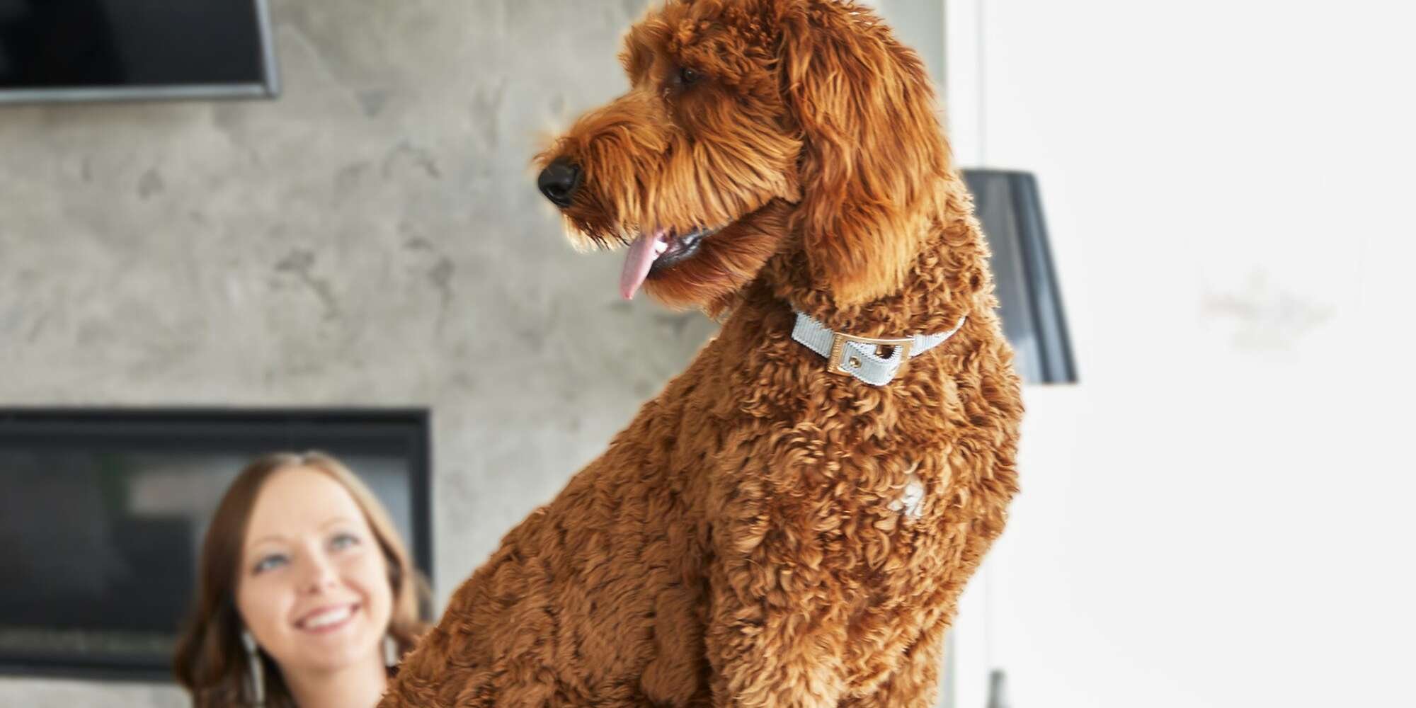 18 Poodle Mixes and Doodle Dogs to Melt Your Heart and Stifle Your Sniffles