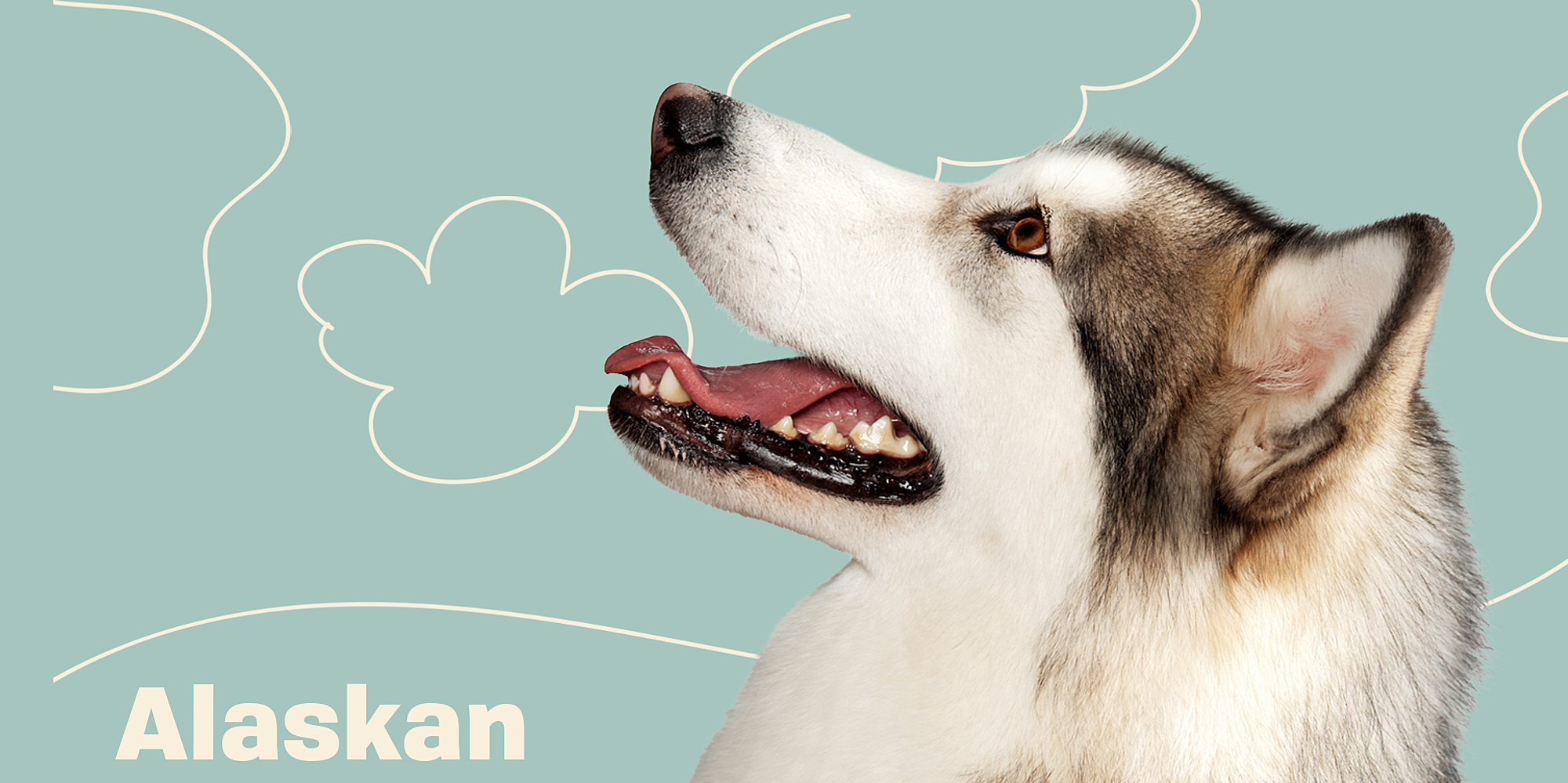 Alaskan Malamute