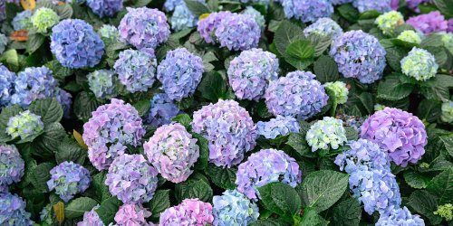 Perennials That Will Last for Years in Your Garden