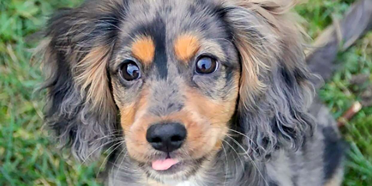 cutest dog breed mixes