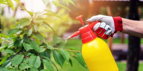 This 3-Ingredient Homemade Weed Killer Uses Vinegar to Safely Remove Pesky Growths from Your Garden