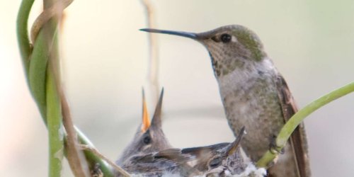 How to Make a DIY Hummingbird Feeder with a Mason Jar