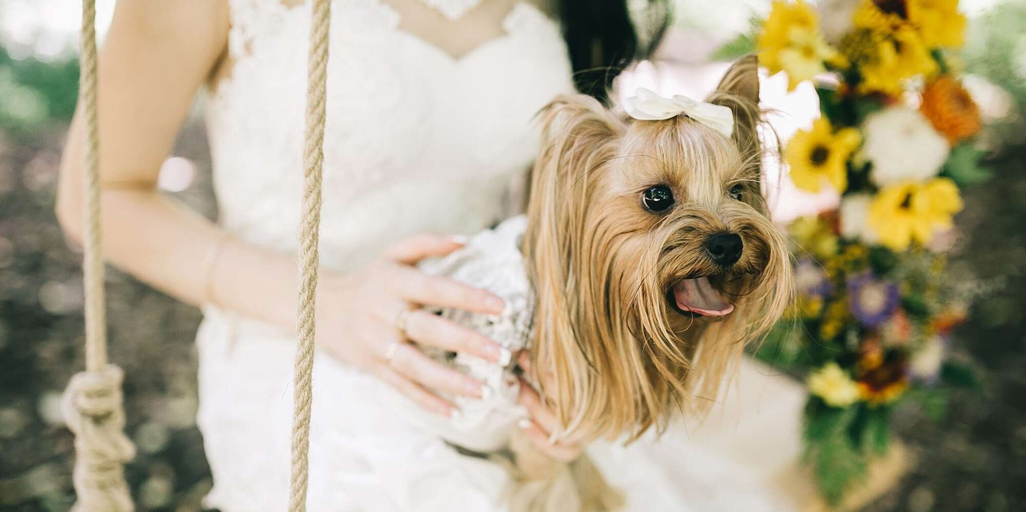 15 Times Dapper Dogs in Wedding Attire Almost Outshined the Happy Couple