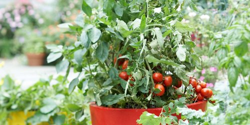10 Essential Tips for Growing Tomato Plants in Pots