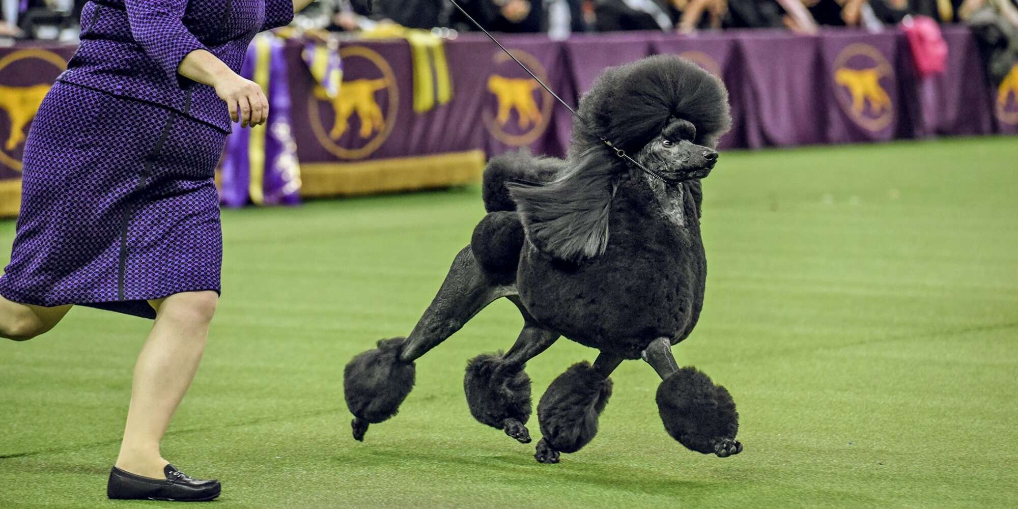 Westminster Dog Show 2021: How to Watch an American Classic