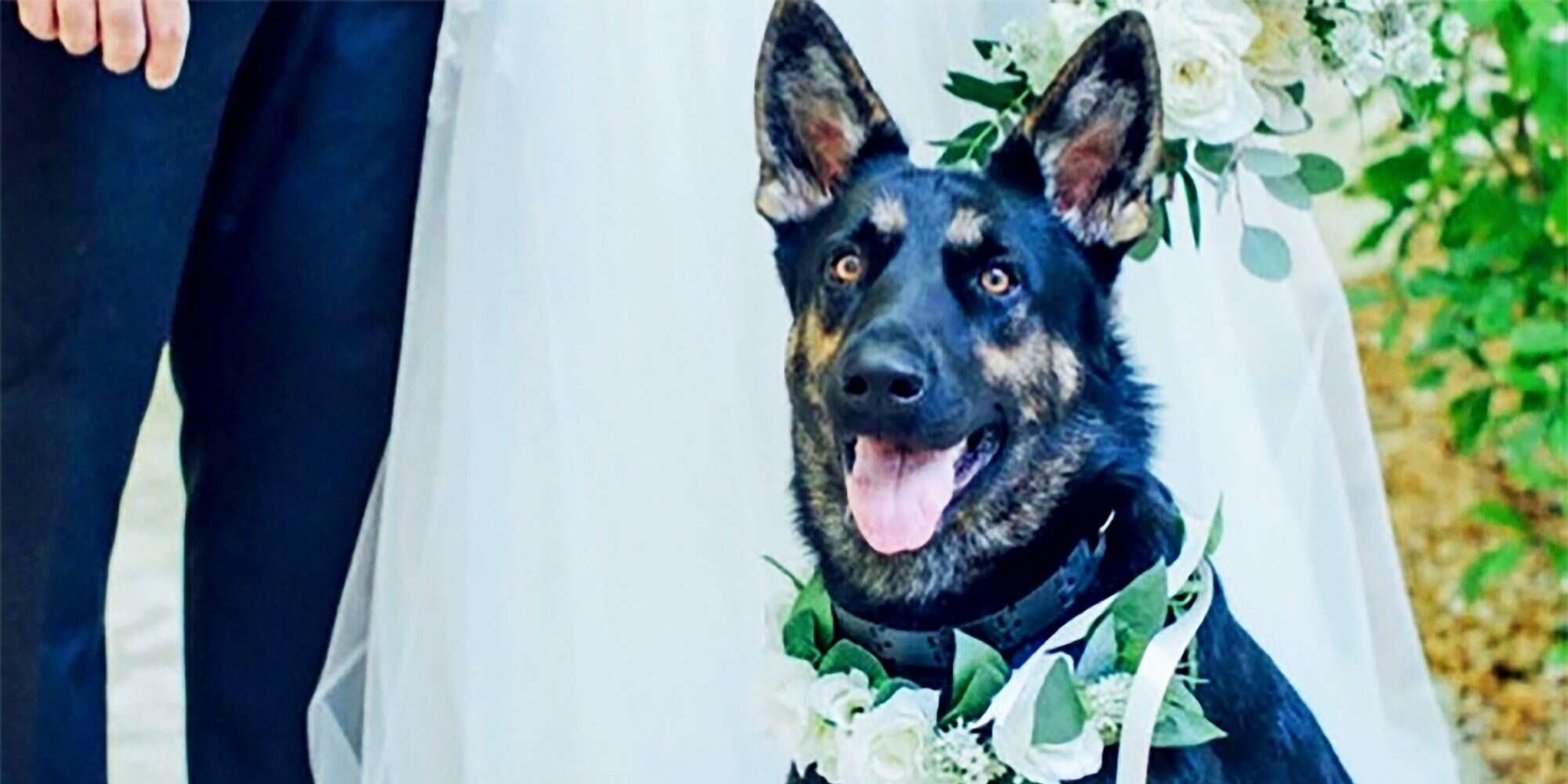 16 Adorable Ways to Include Your Pet in Your Wedding