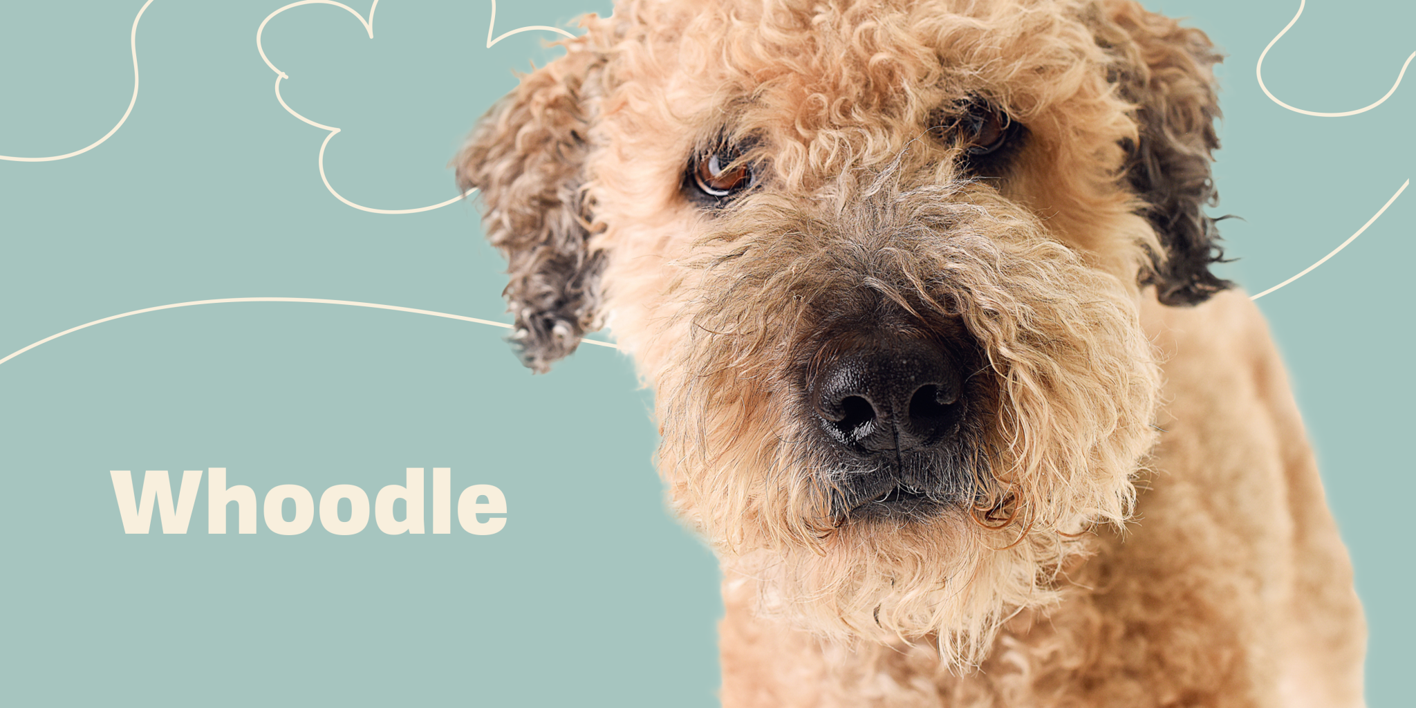 Whoodle (Wheatendoodle)