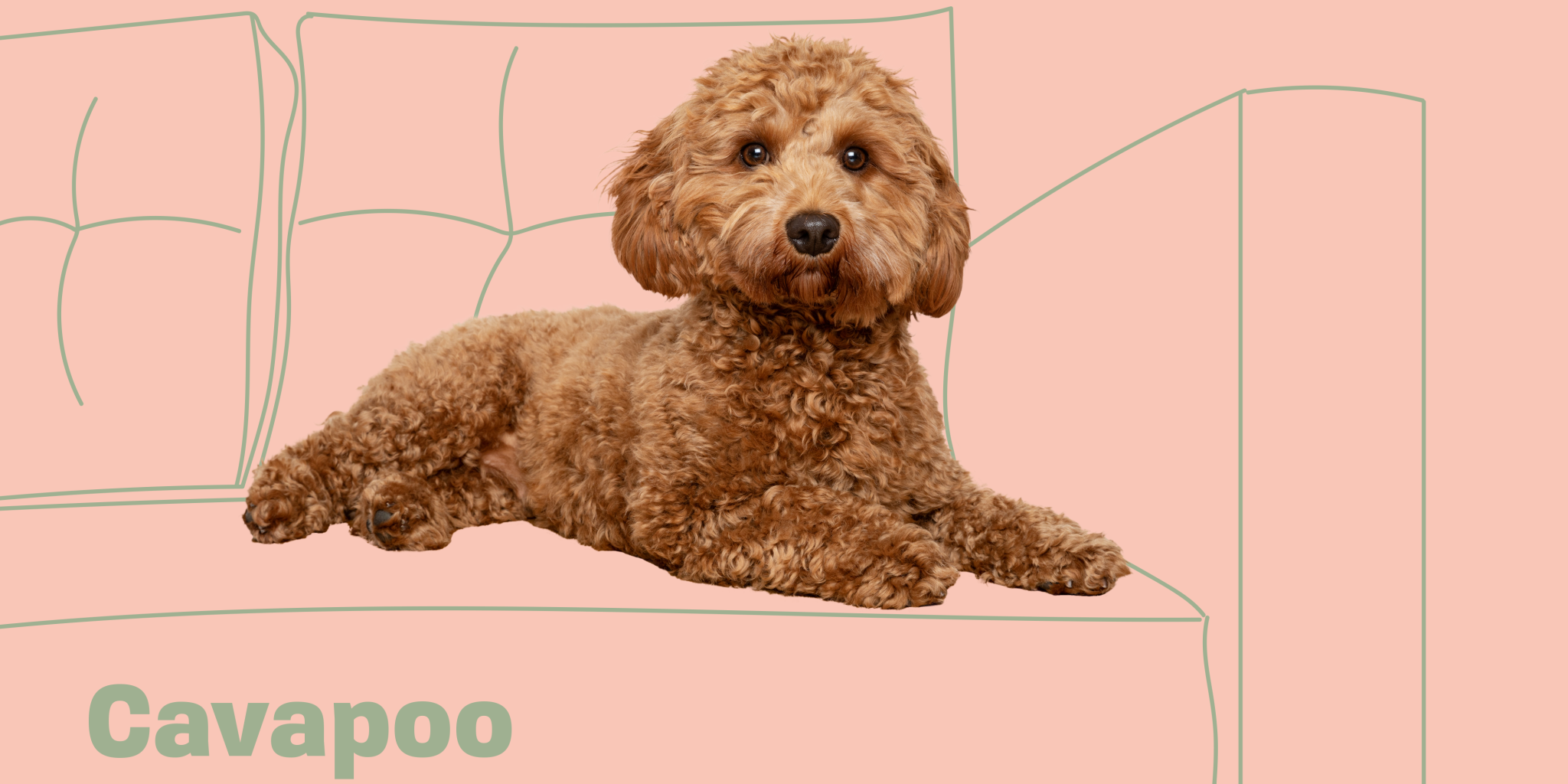 Get to Know the Cavapoo