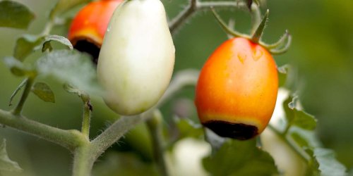 4 Simple Ways to Prevent Tomato Blossom End Rot From Ruining Your Harvest