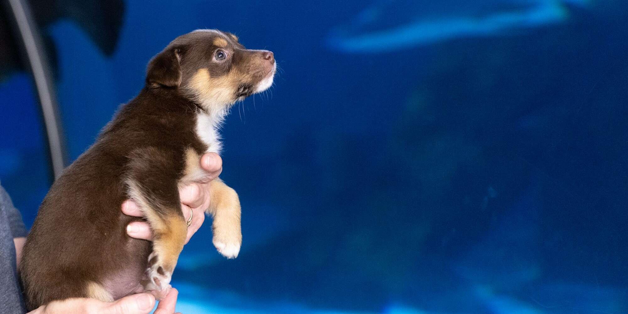 These Rescue Puppies Had a 'Ball' Exploring the SEA LIFE Aquarium at the Mall of America