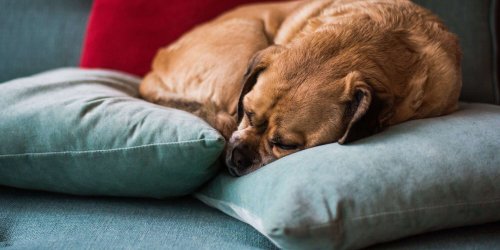 How Can I Help My Dog Re-Adjust to Spending Time Alone?