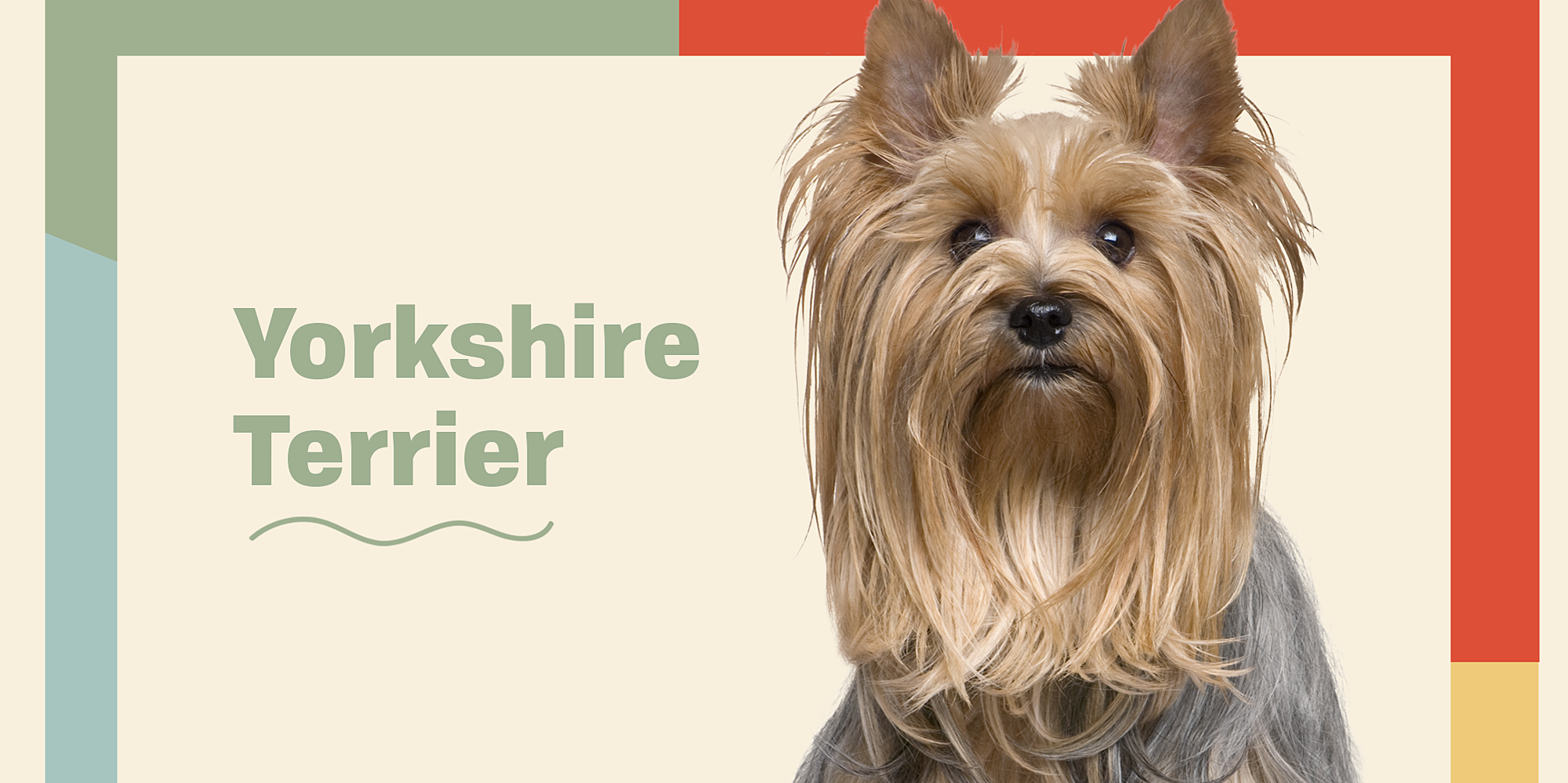 Yorkshire Terrier (Yorkie)