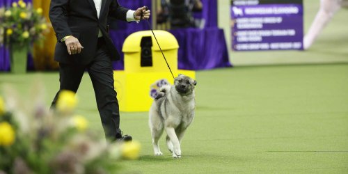 Recognize These 11 Rare Breeds We Saw at the 2023 Westminster Dog Show?