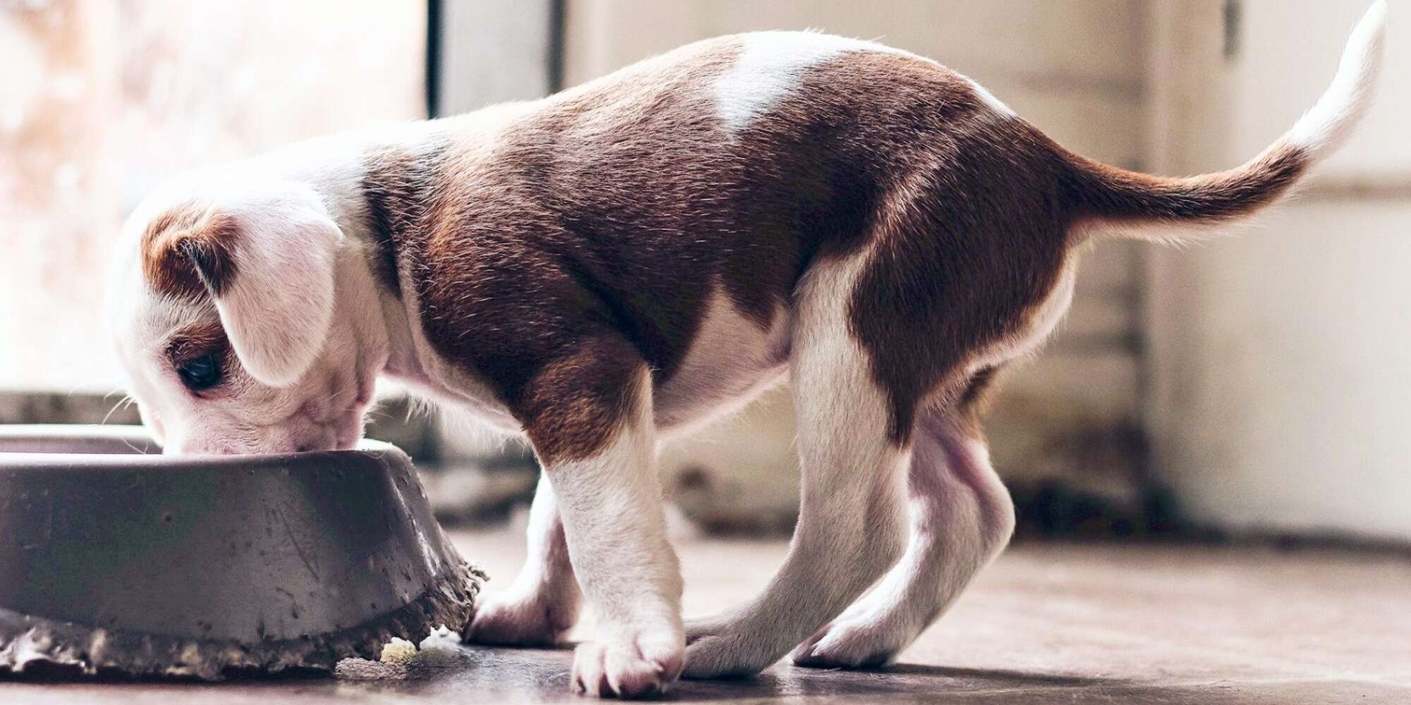 What You Need to Know About Feeding Your New Puppy