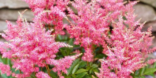 17 of the Best Perennial Plants to Grow in Shade Gardens