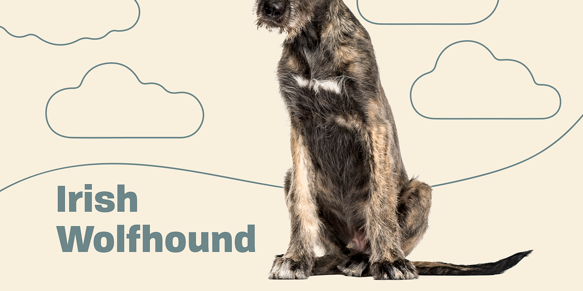Irish Wolfhound