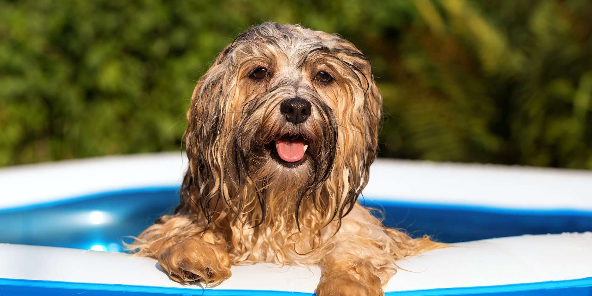 Heatstroke in Dogs Can Be a Real Problem, So Learn How to Prevent it
