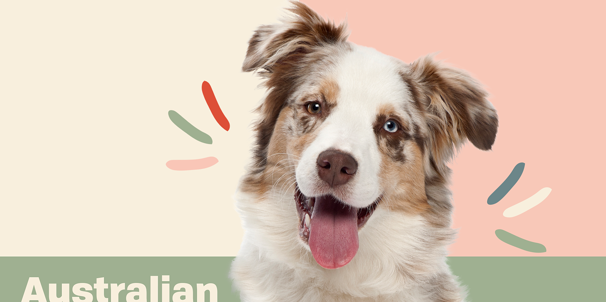Australian Shepherd (Aussie)