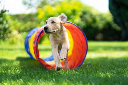 Want More Advanced Dog Training? Here Are 6 Things to Try
