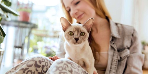 Need a Cuddle Buddy? Here Are the 9 Most Affectionate Cat Breeds