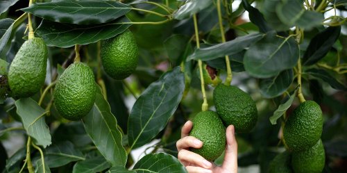Yes, You Can Grow a Fruit-Producing Avocado Tree from its Pit—No Matter Where You Live
