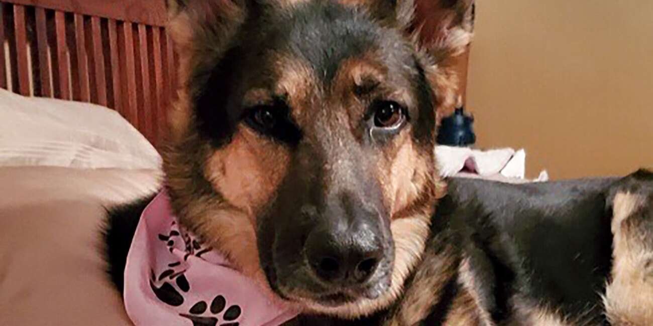 Rescued German Shepherd Saves Owner's Life Months After Being Adopted