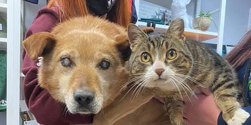 This Blind Dog and His Support Cat Are Adopted Into a New Family Together