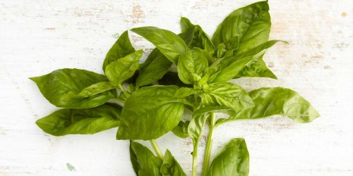 How to Harvest Basil So You Can Enjoy This Delicious Herb All Season Long