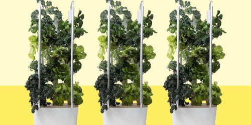 I Grew 30 Plants in My Kitchen With This Hydroponic Garden That's $200 Off on Amazon Right Now