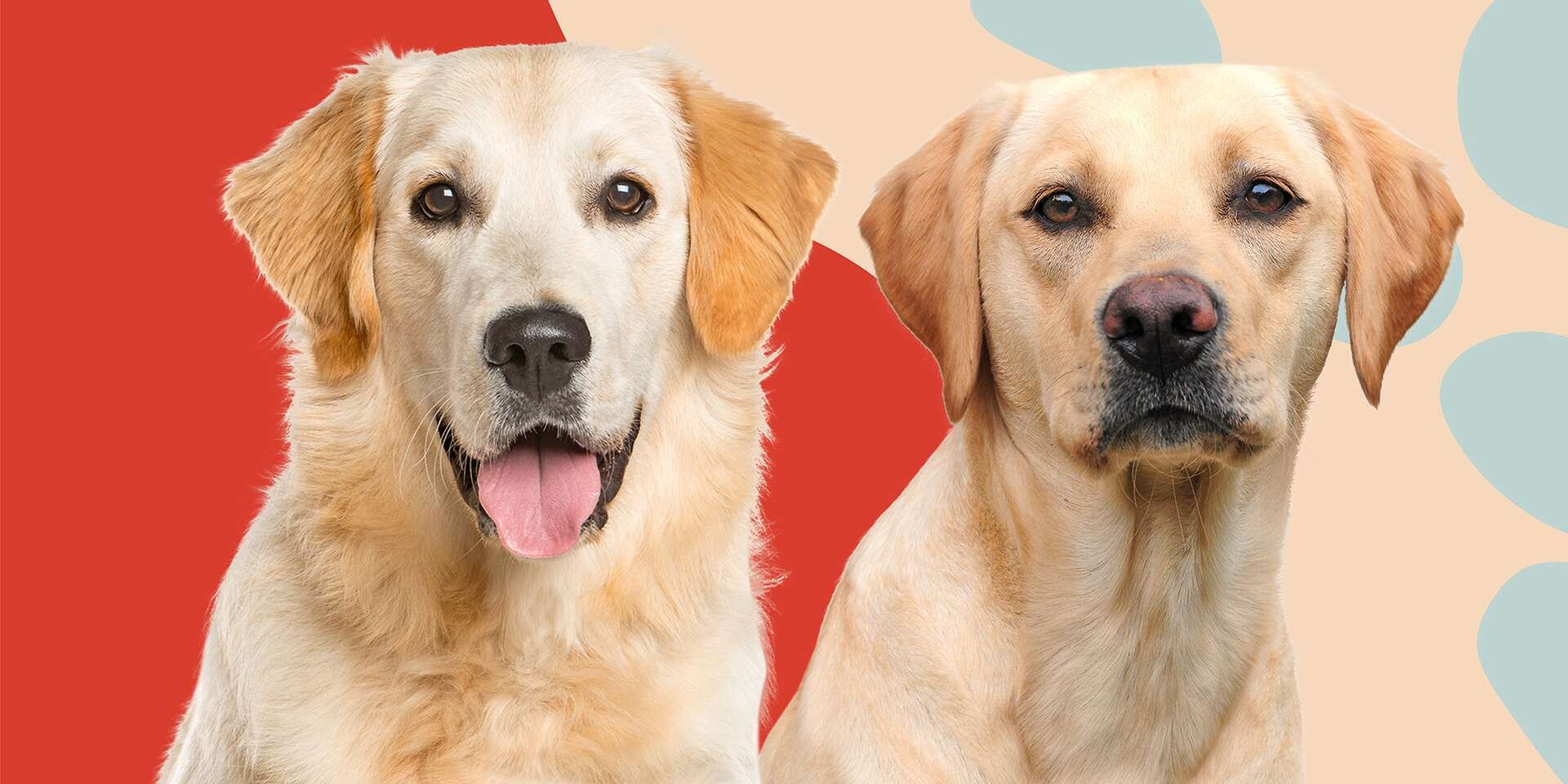 Good-Natured Golden Retriever or Lovable Labrador Retriever: Which Is the Best Fit for You?