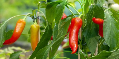 How To Prune Pepper Plants