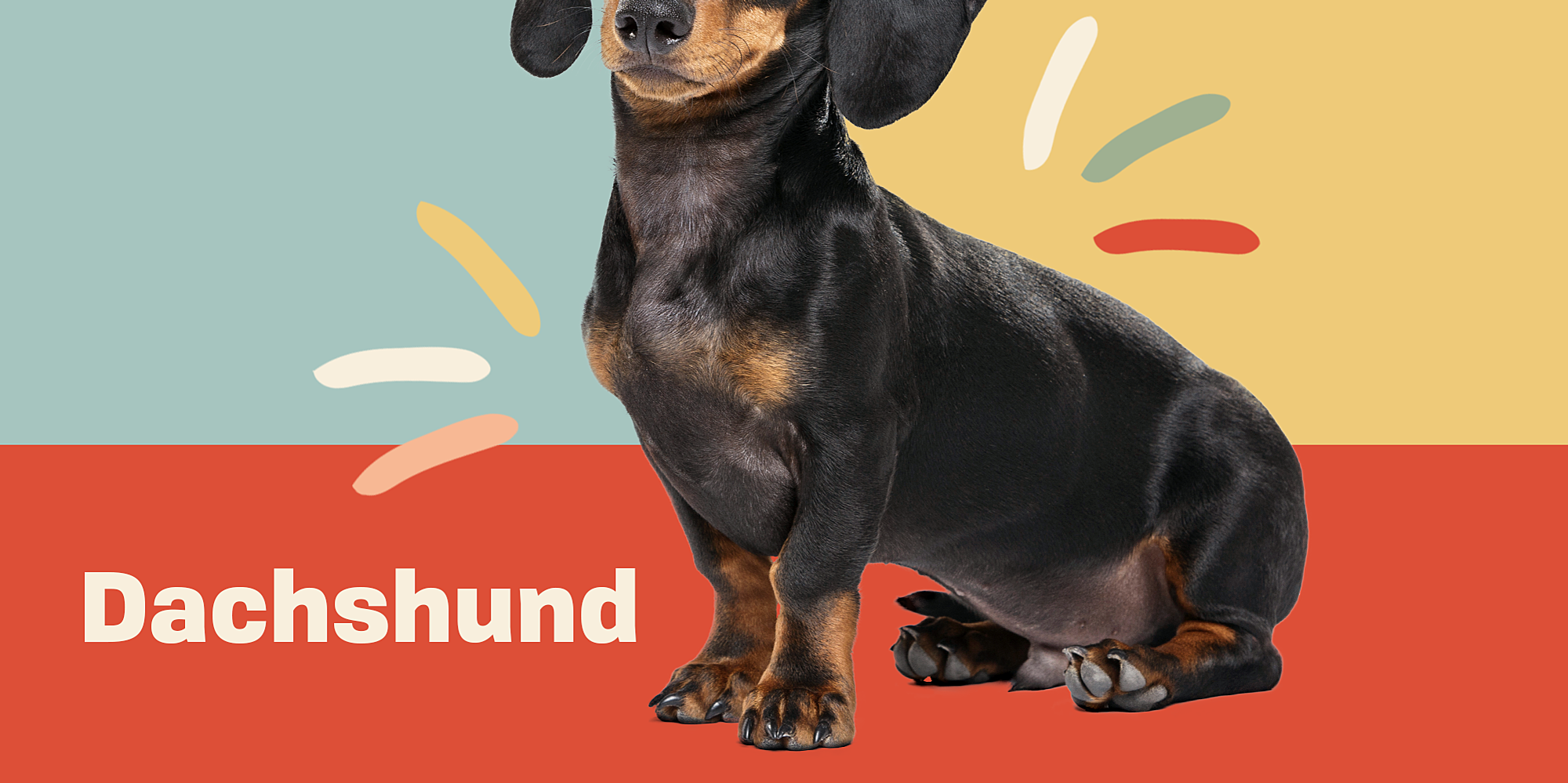 Dachshund