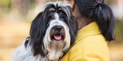BFFs Forever: The 13 Best Companion Dogs