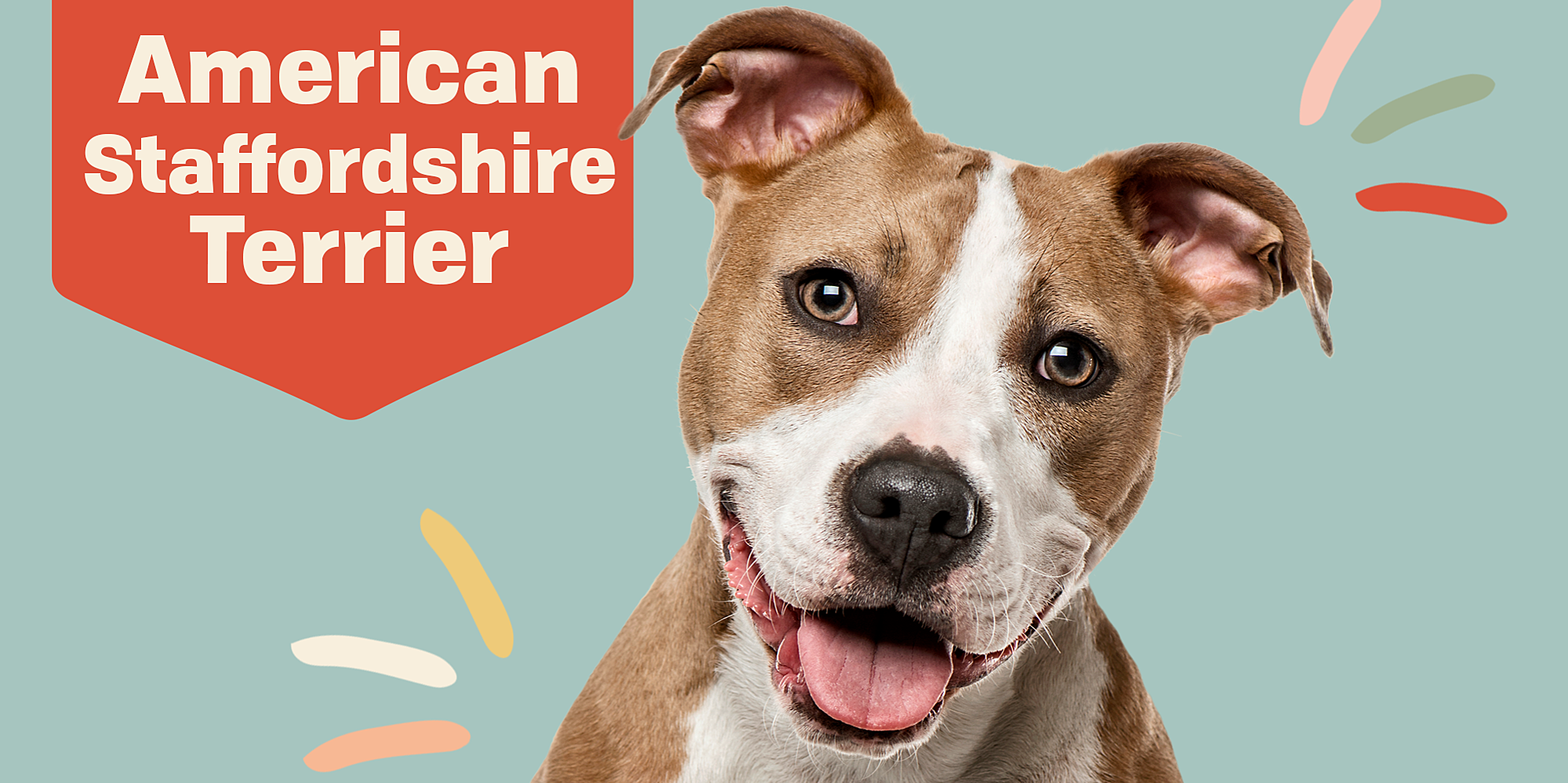 American Staffordshire Terrier (AmStaff)