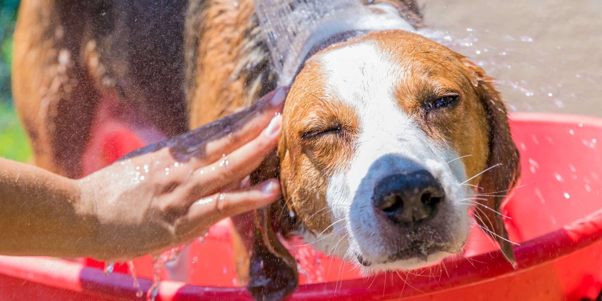 Dog Heat Rash: A Red-Hot Problem in the Summer