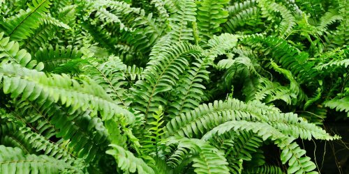 The Ultimate Guide to Boston Ferns