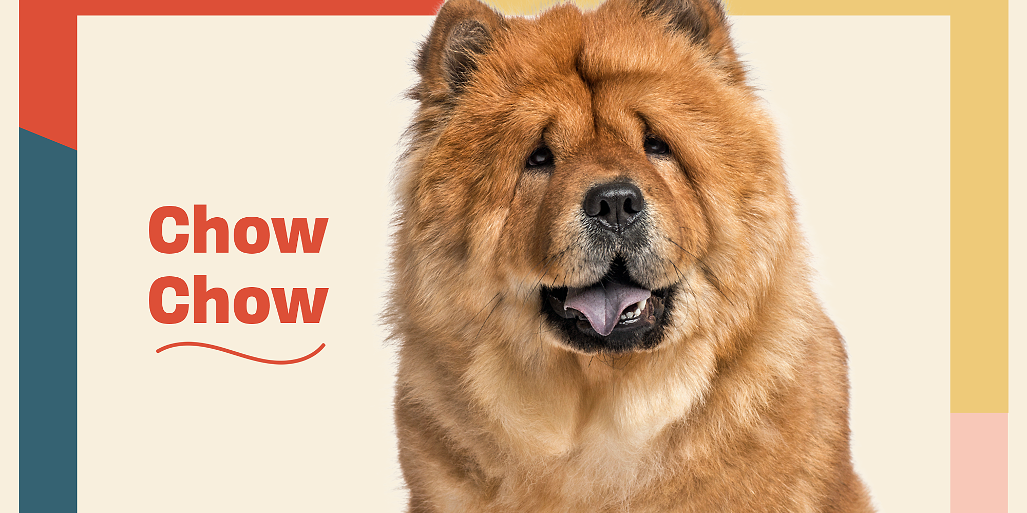 Chow Chow